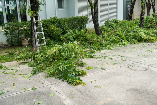 Professional Tree Care Services in South Browning, MT